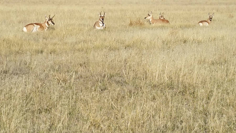 Sunny Day In Madison With Animals Wallpaper
