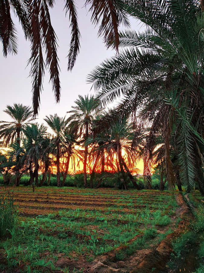 Sunset_ Among_ Palm_ Trees_ Farm Wallpaper