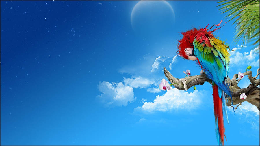 Super High Resolution Parrot Wallpaper
