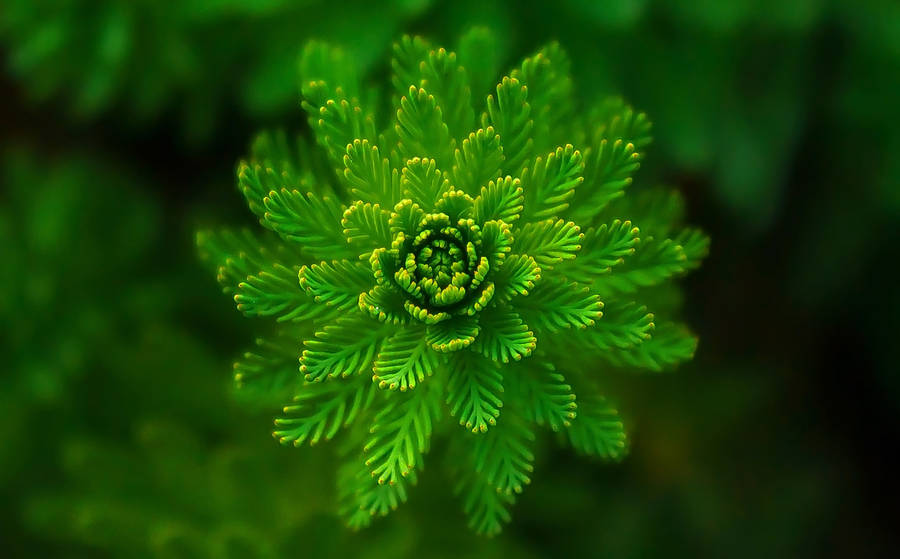 Symmetrical Fern Plant Aesthetic Wallpaper