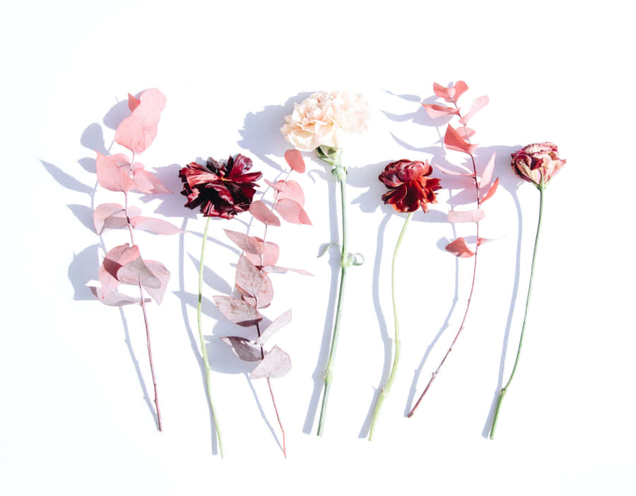 Take A Closer Look At This Minimalist Fine Art Flower Wallpaper