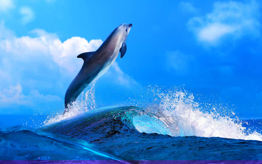 Take A Dive With This Cool Dolphin! Wallpaper