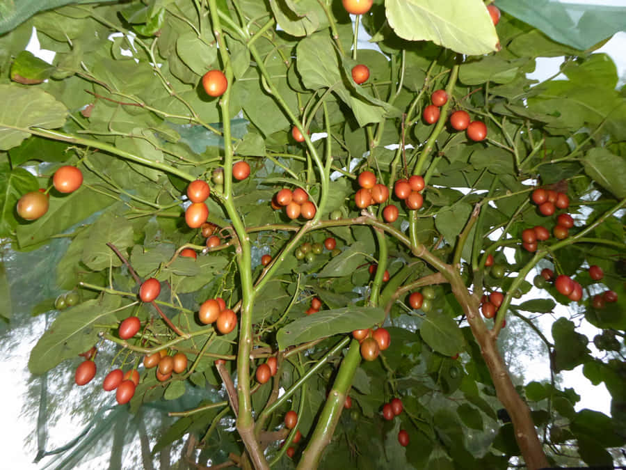 Tamarillo Tree Low Level Angle Shot Wallpaper