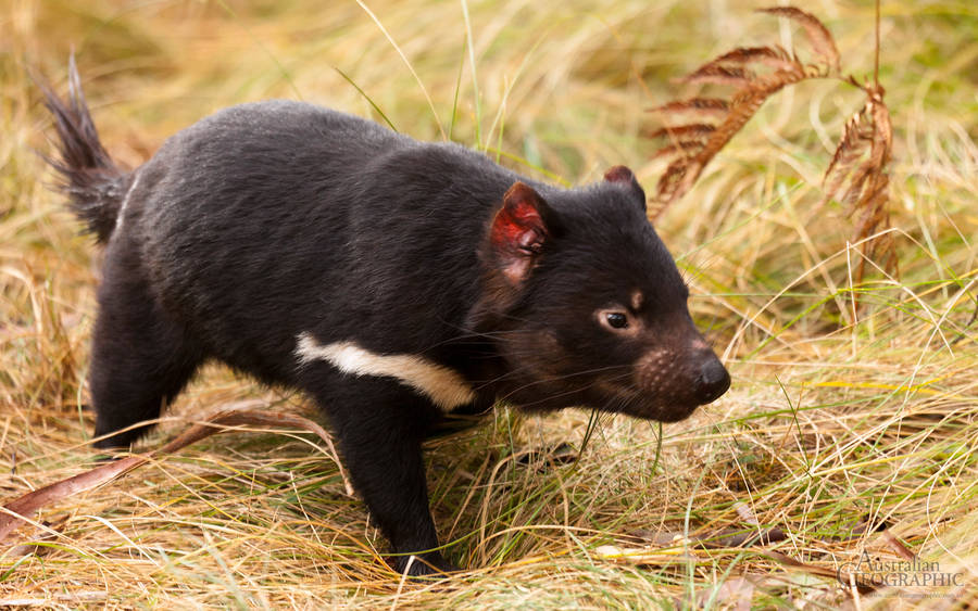 Tasmania Devil White Stripe Wallpaper