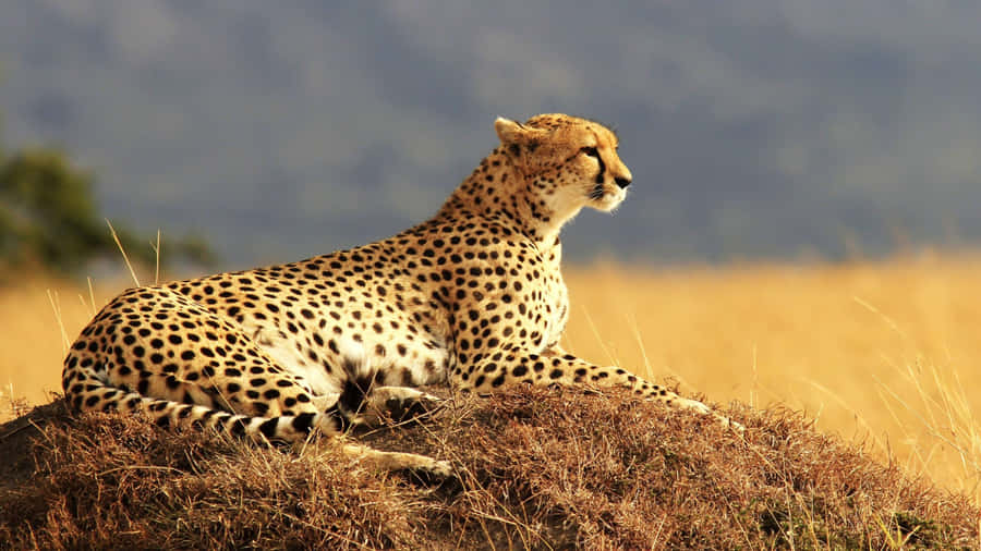'the Beautiful Markings Of The Majestic Cheetah In All Its Glory.' Wallpaper