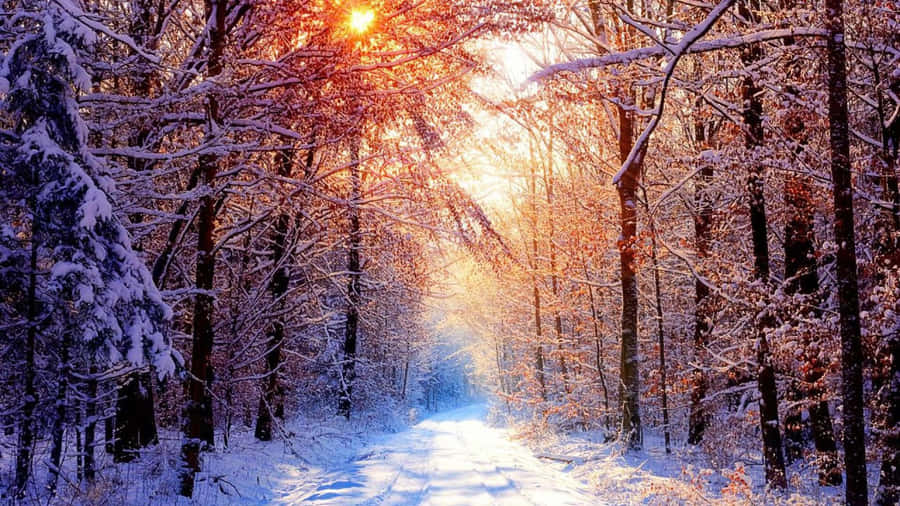 The Enchanting Beauty Of A Winter Forest Wallpaper