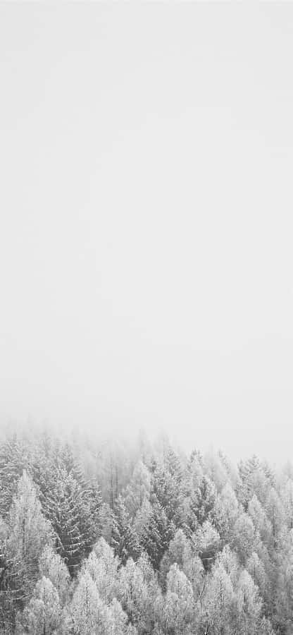 The Latest Iphone 11 In White Wallpaper