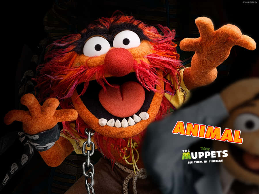 The Muppets Animal Wallpaper Wallpaper