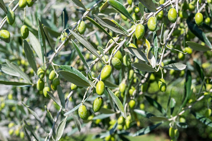 The Olive Tree Stands As A Symbol Of Strength, Resilience And Renewal. Wallpaper