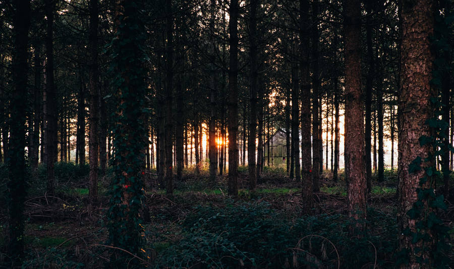 The Serenity Of A Forest In The Evening Wallpaper