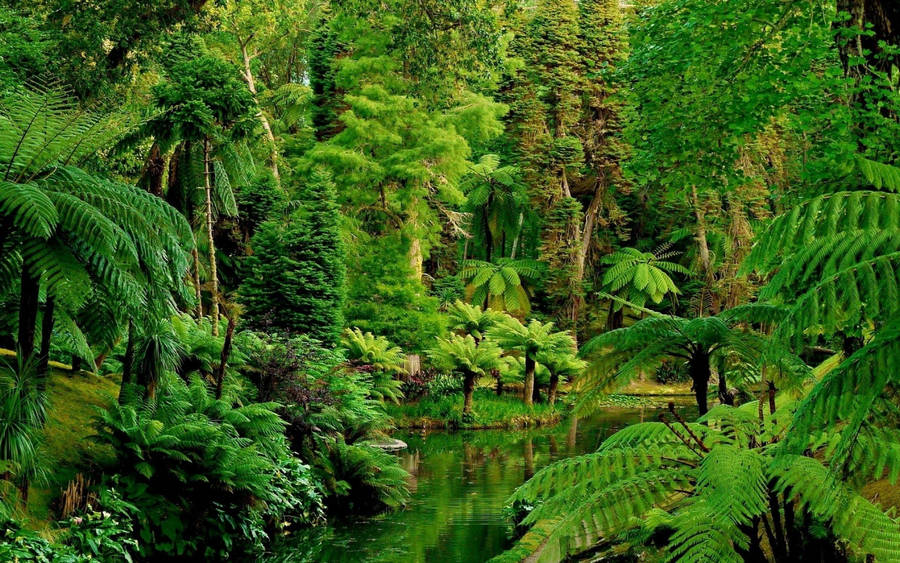 The Splendor Of Nature In A Jungle Paradise Wallpaper