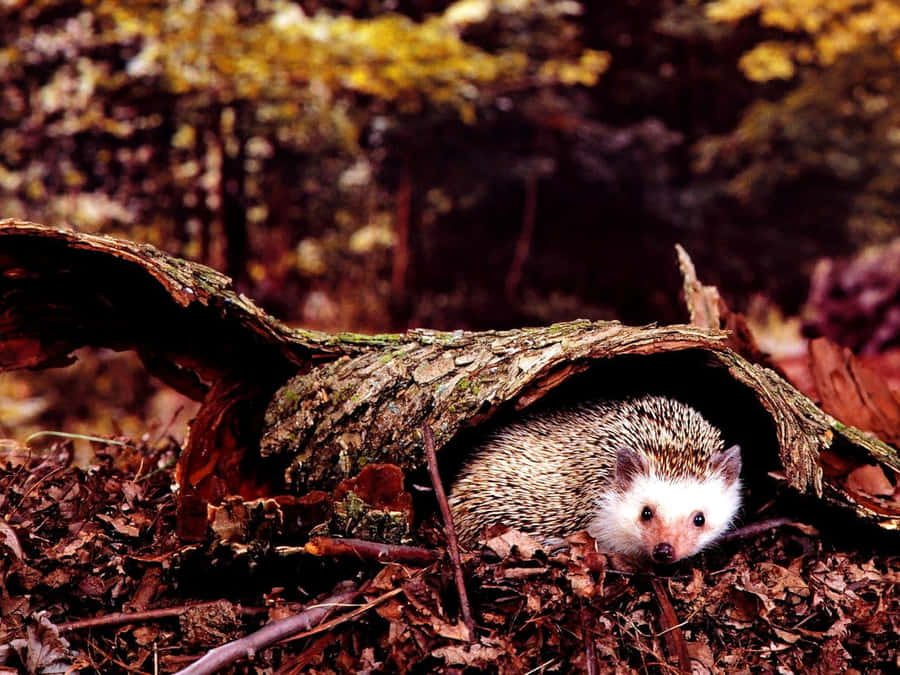 This Cute Hedgehog Is Ready For Cuddle Time! Wallpaper