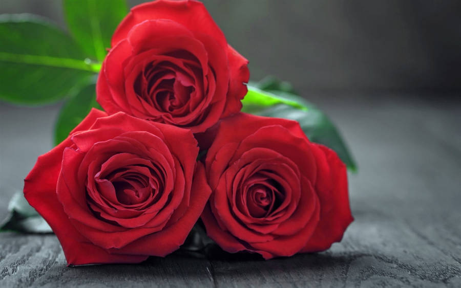 Three Beautiful Flower Red Roses Wallpaper