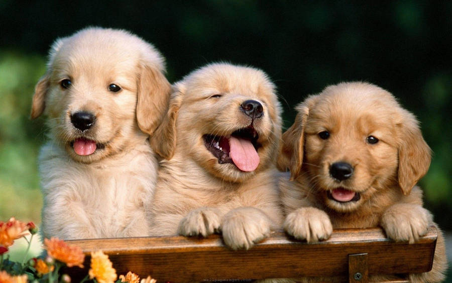 Three Little Puppy Animals On Wooden Chair Wallpaper