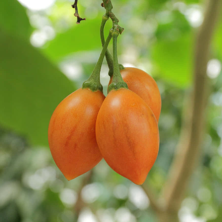 Three Orange Tamarillo Fruit Photography Wallpaper