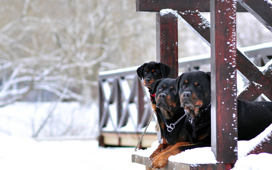 Three Rottweilers In Winter Wallpaper
