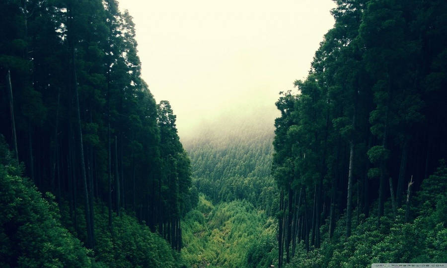 Thrilling Forest Cliffs Wallpaper