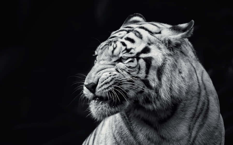 Tiger Face Side Profile Wallpaper