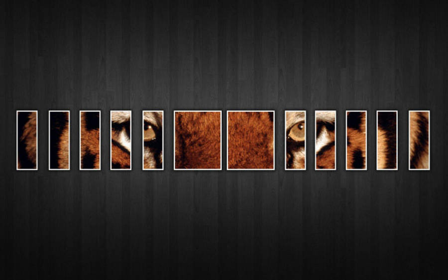 Tiger Facebook Cover Wallpaper