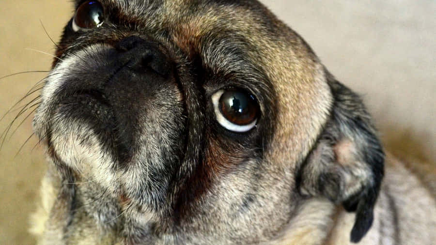Tired Face Pug Dog Wallpaper