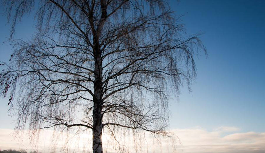 Tree Leaves Most Beautiful Nature Wallpaper