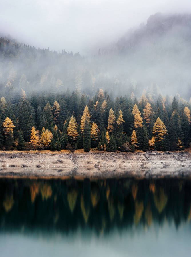 Trees Reflecting On Body Of Water Wallpaper