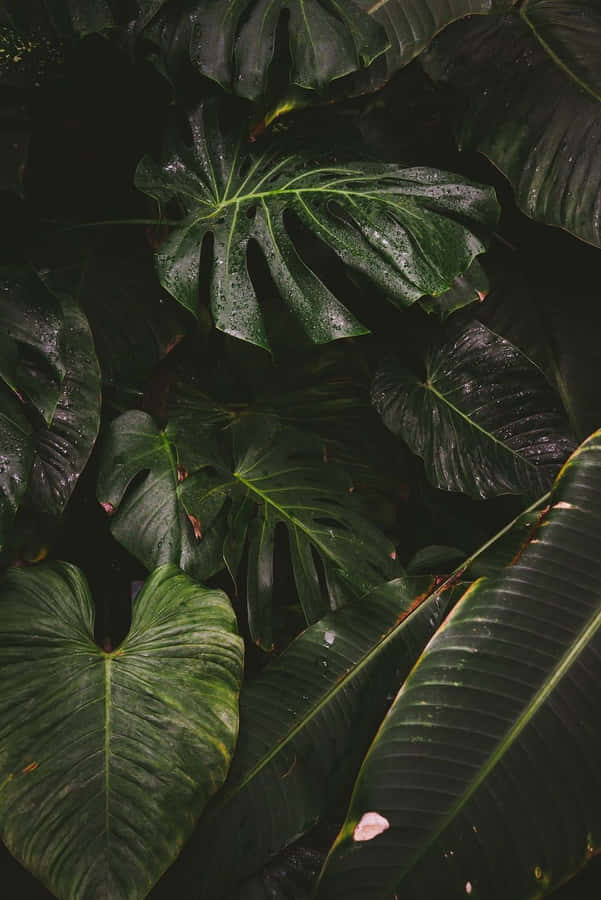 Tropical Plants Aesthetic Leaves Portrait Wallpaper