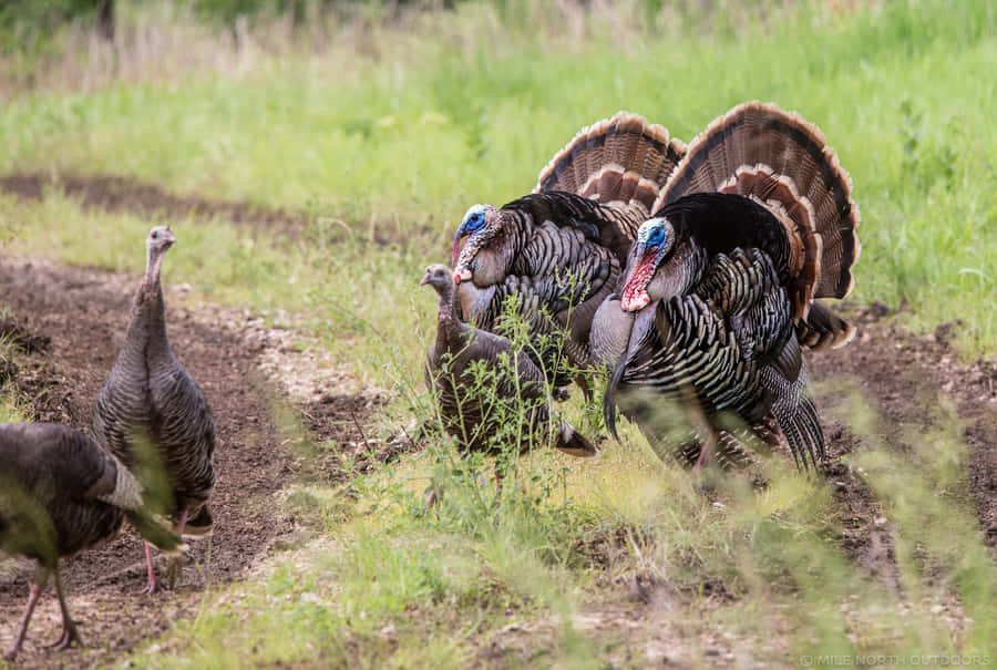 Turkeys Walking In A Field With Dirt On The Ground Wallpaper