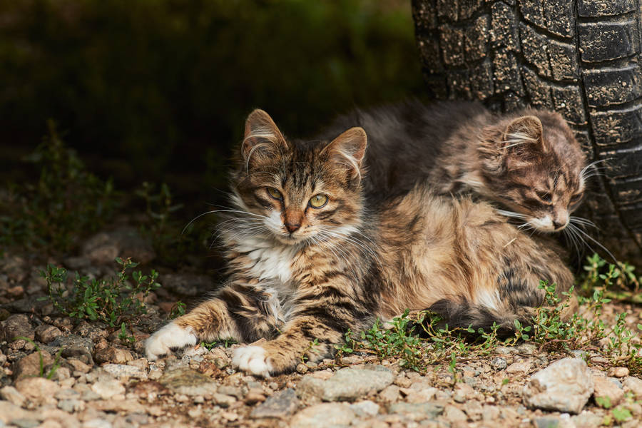 Two Aesthetic Cats In Tire Wallpaper