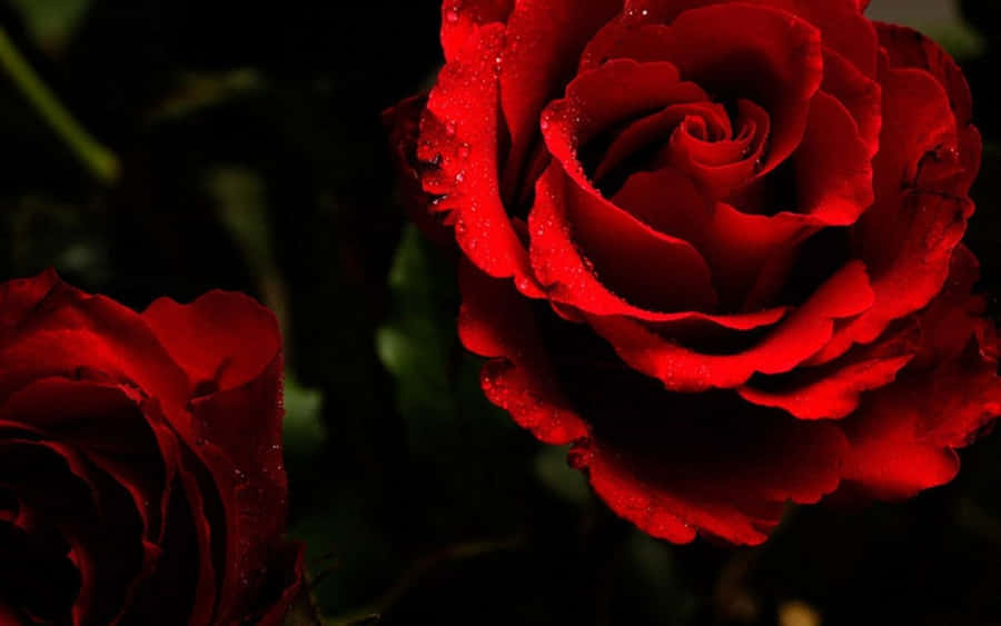 Two Blooming Red Roses Laptop Wallpaper