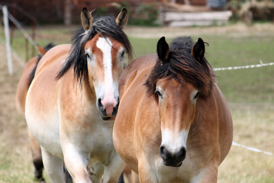 Two Lovely Brown Horses Out For A Morning Ride Wallpaper