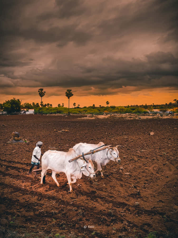 Two Oxen Plowing A Field Wallpaper