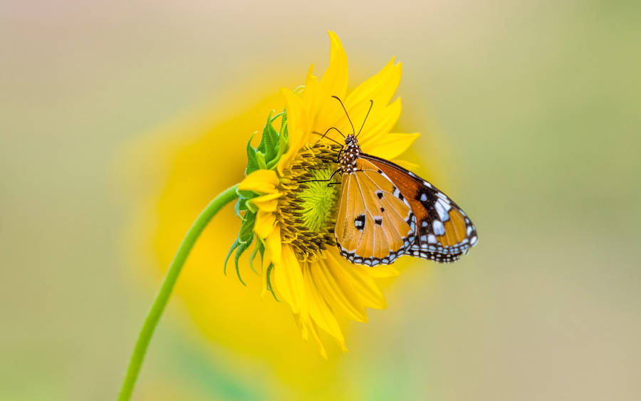 Ultra Hd Butterfly On Flower Laptop Wallpaper