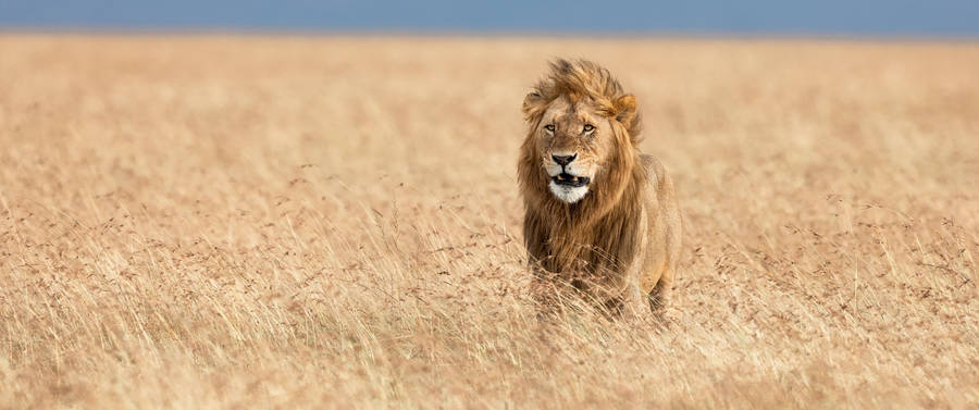 Ultra Wide 4k Lion Wallpaper