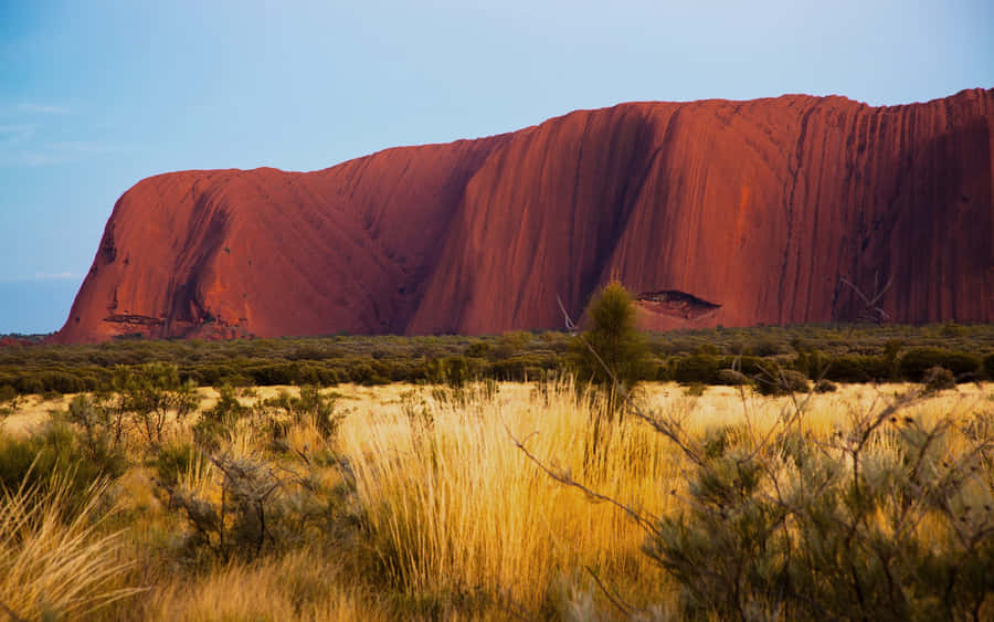 Uluru Green Yellow Shrubs Wallpaper