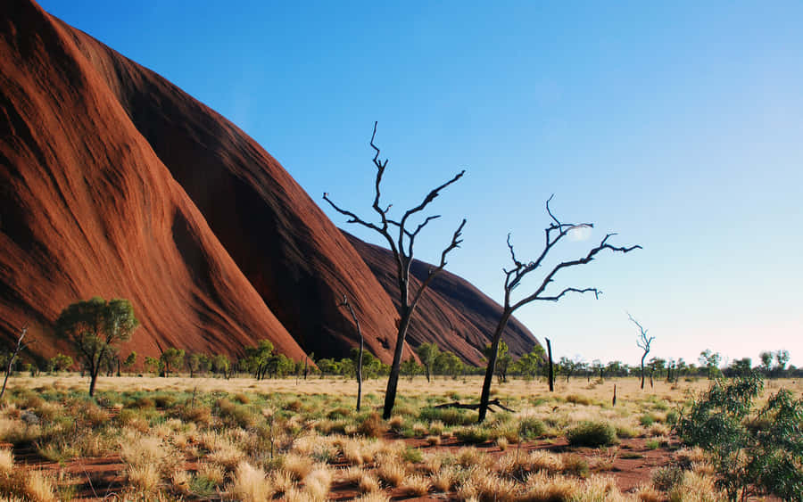 Uluru Shrubs Trees Wallpaper
