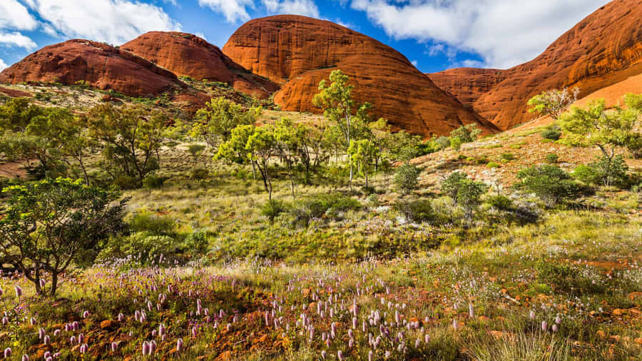 Uluru Trees Around Wallpaper