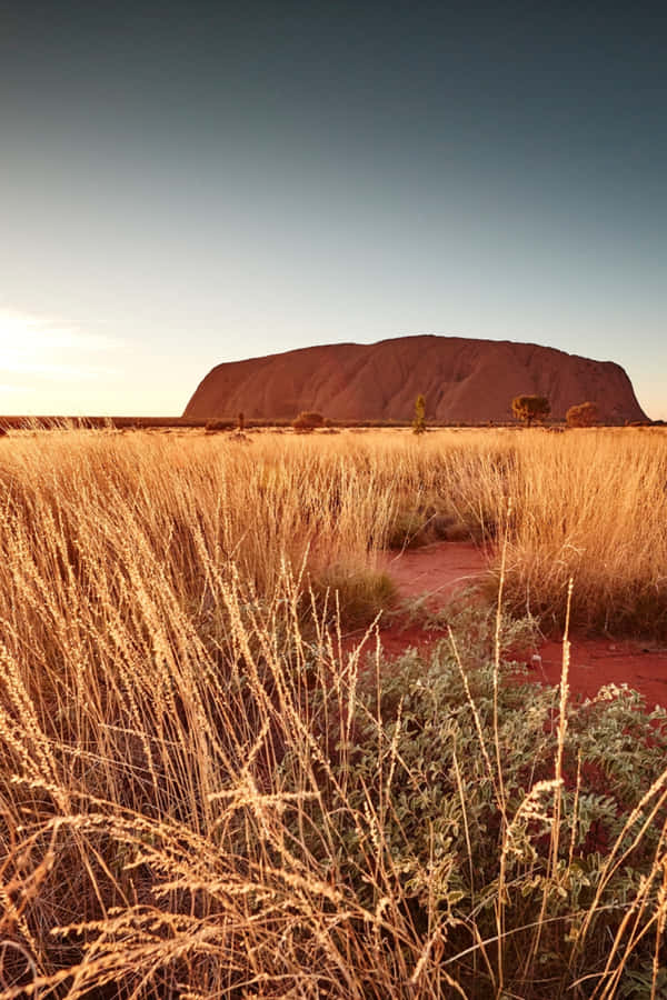 Uluru Yellow Shrubs Plains Wallpaper