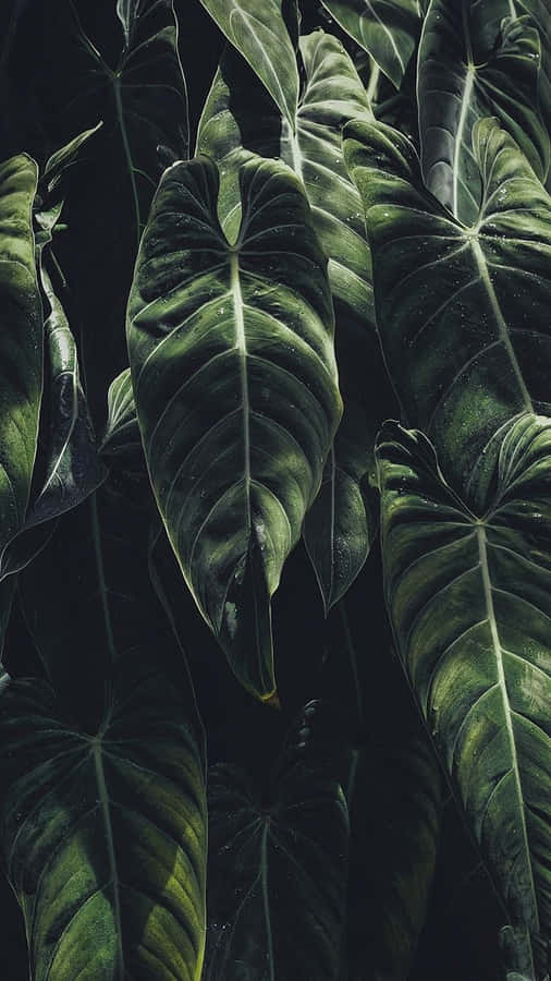 Unplug And Enjoy Your Favorite Tropical Spot With Your Iphone Wallpaper
