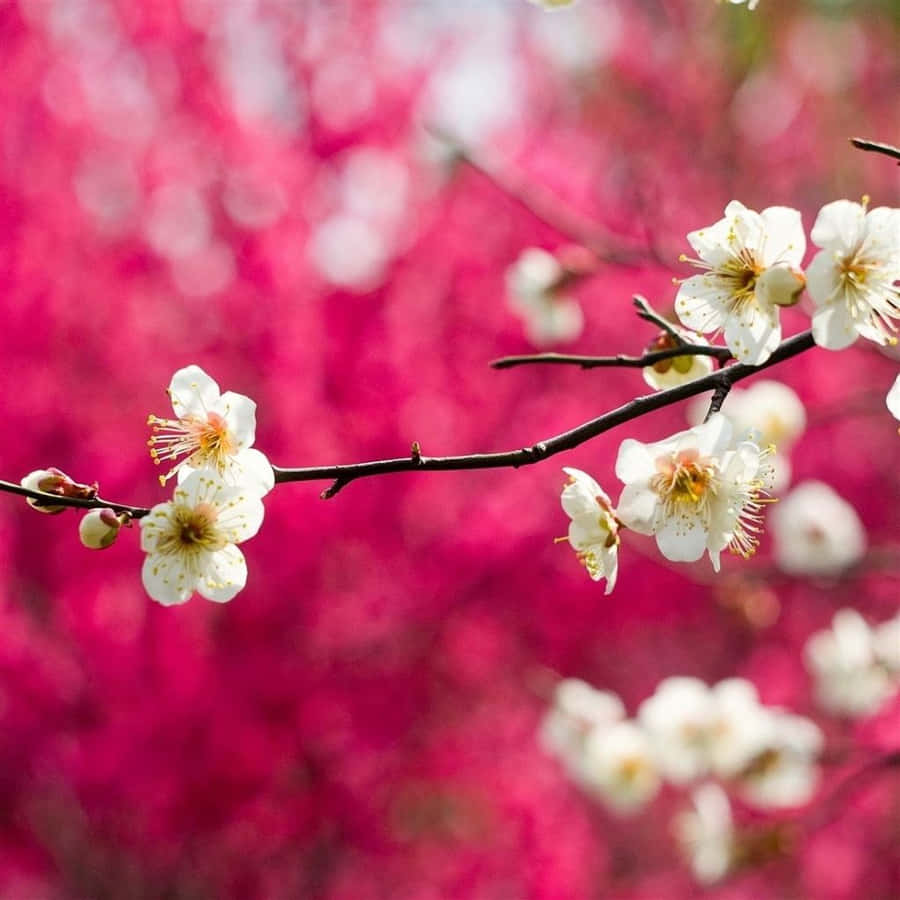 Unveil The Beauty Of Spring With An Ipad Wallpaper