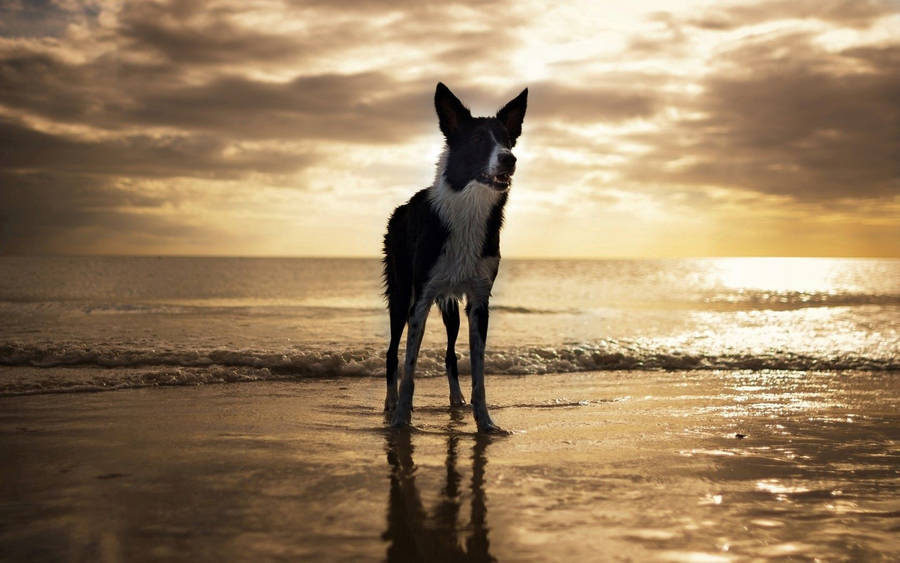 Usa Beach Dog Wallpaper