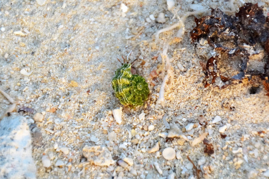 Vanuatu Shore Green Snail Wallpaper