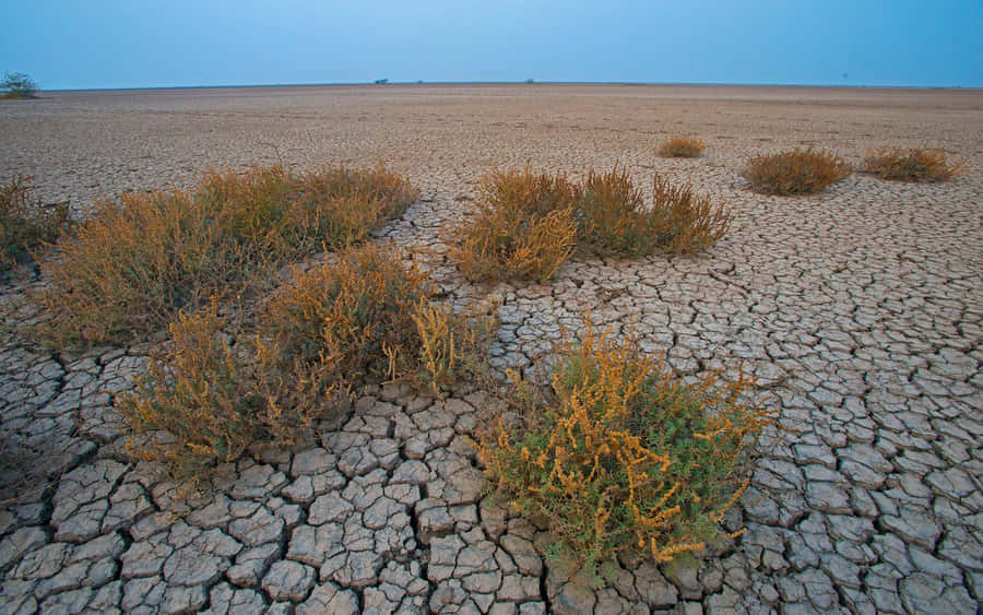 Vast Dried Mud Plain Shrubs Wallpaper