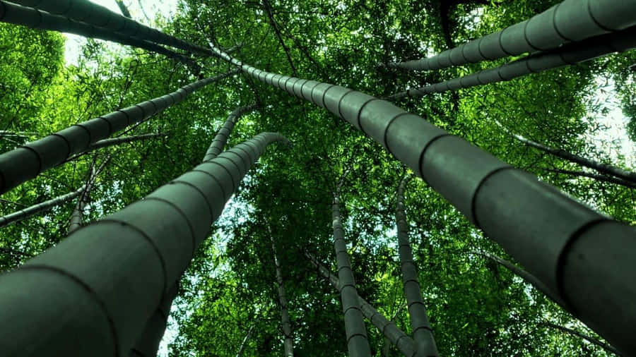Verdant_ Bamboo_ Forest_ Canopy.jpg Wallpaper