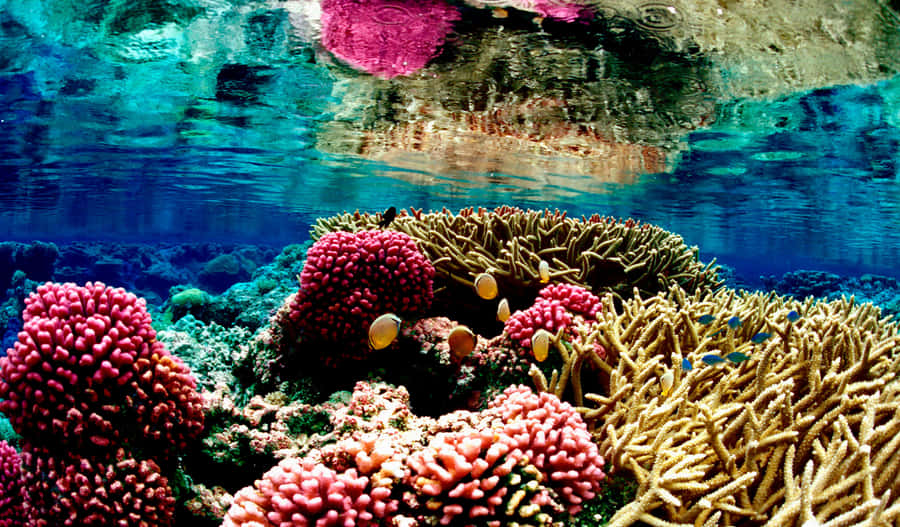 Vibrant Coral Reef Great Barrier Reef Wallpaper
