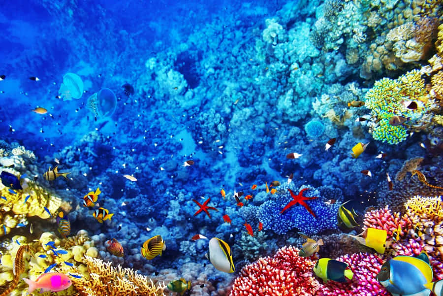 Vibrant_ Great_ Barrier_ Reef_ Marine_ Life Wallpaper