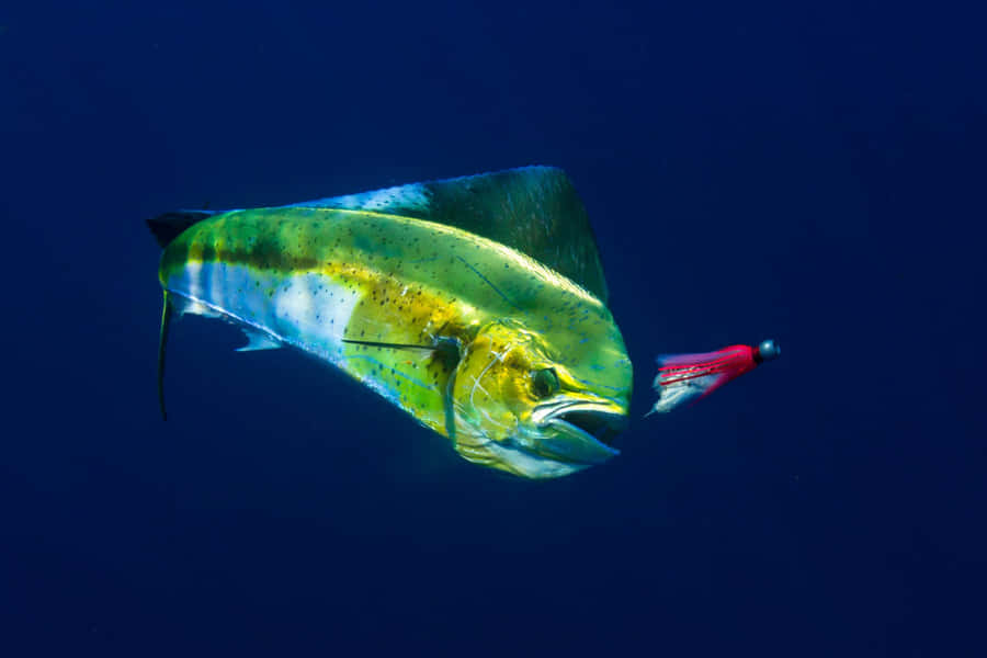 Vibrant Mahi Mahi Caughton Lure Wallpaper