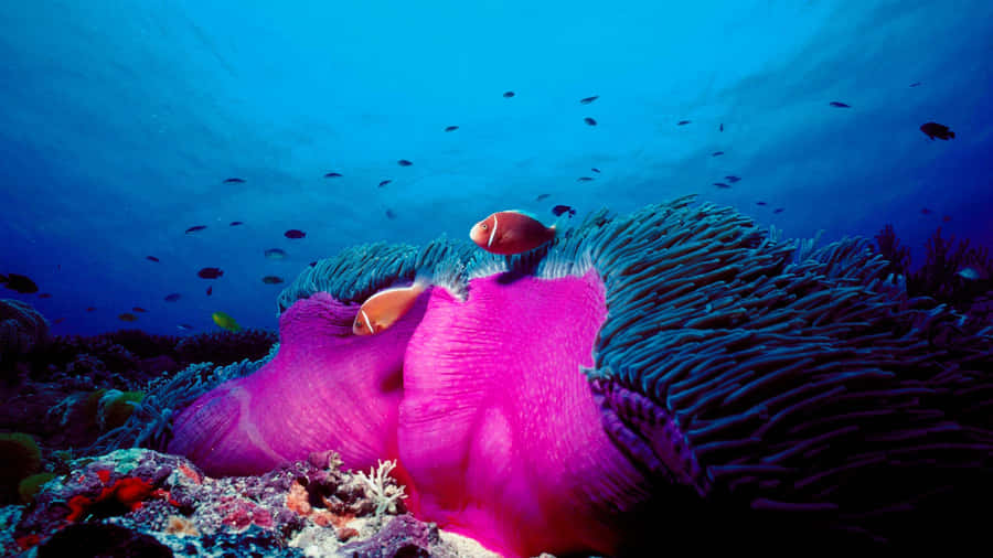 Vibrant Marine Life Great Barrier Reef Wallpaper