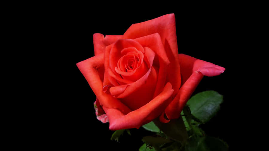 Vibrant_ Red_ Rose_ Black_ Background_4 K.jpg Wallpaper