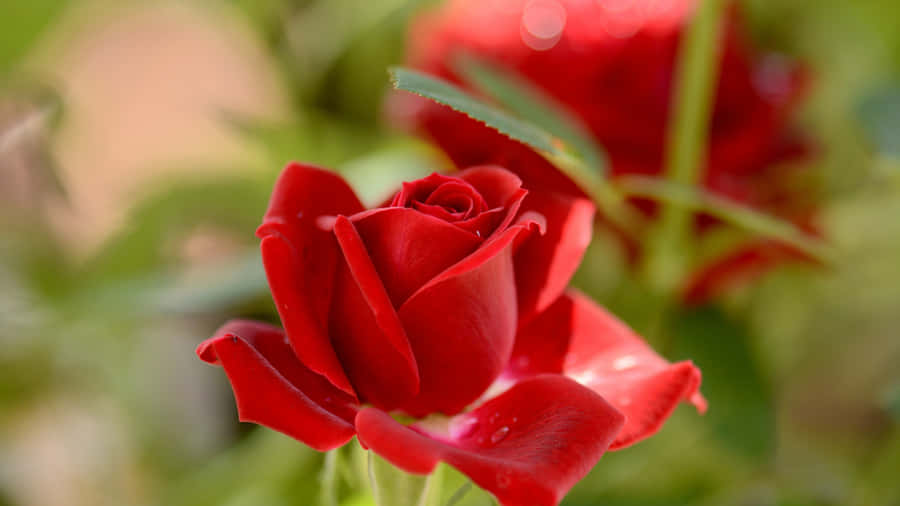 Vibrant Red Rose Closeup4 K Wallpaper